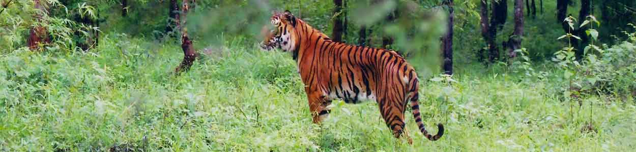 Bhadra Wildlife Sanctuary ,Tourist Place In South India