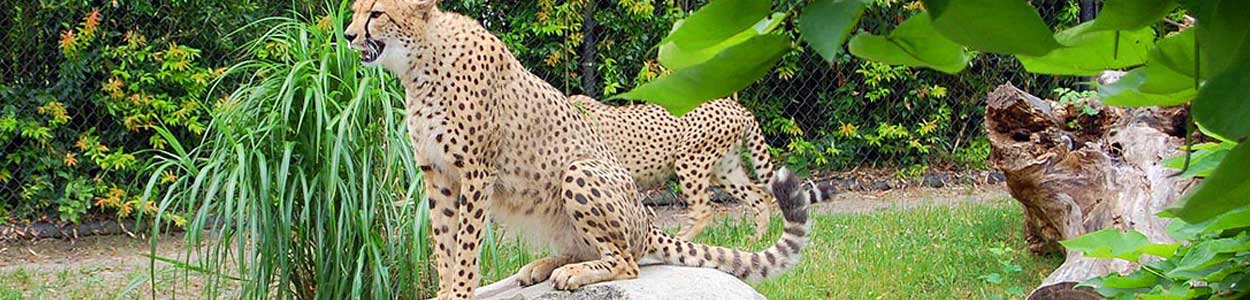 Wildlife Sanctuary,Tourist Spots In South India 