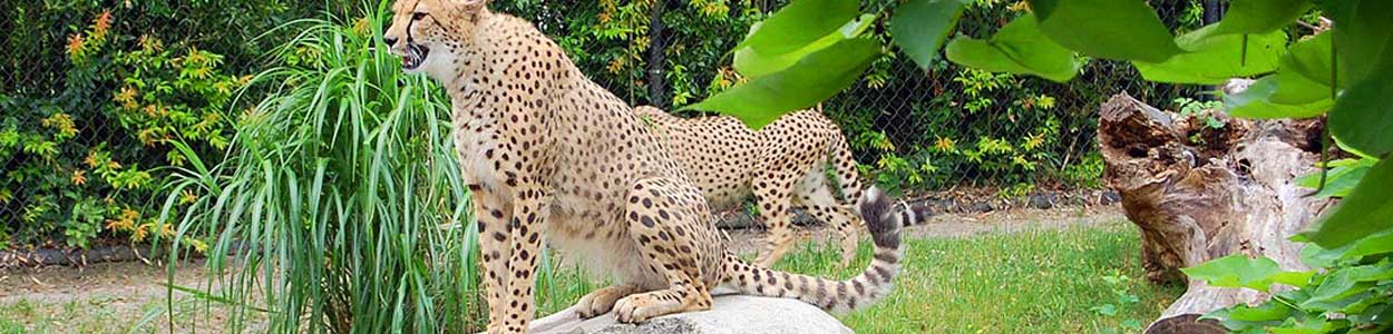 Wildlife Sanctuary,Tourist Spots In South India