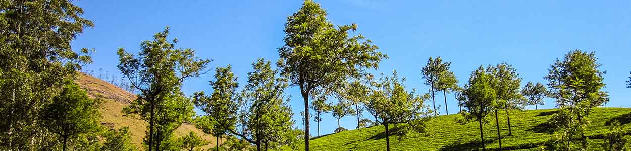 Munnar tour packages Kerala Tourism,Best HoneymoonPackages In Kerala