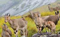 Munnar tour packages Kerala Tourism,Best Travel Agency In Kerala